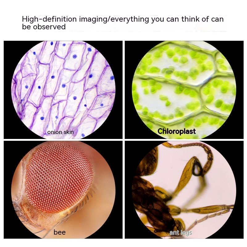 Portable Toy Microscope that works perfectly - Image 3
